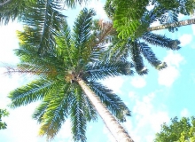 Imagen Palma de Chonta
